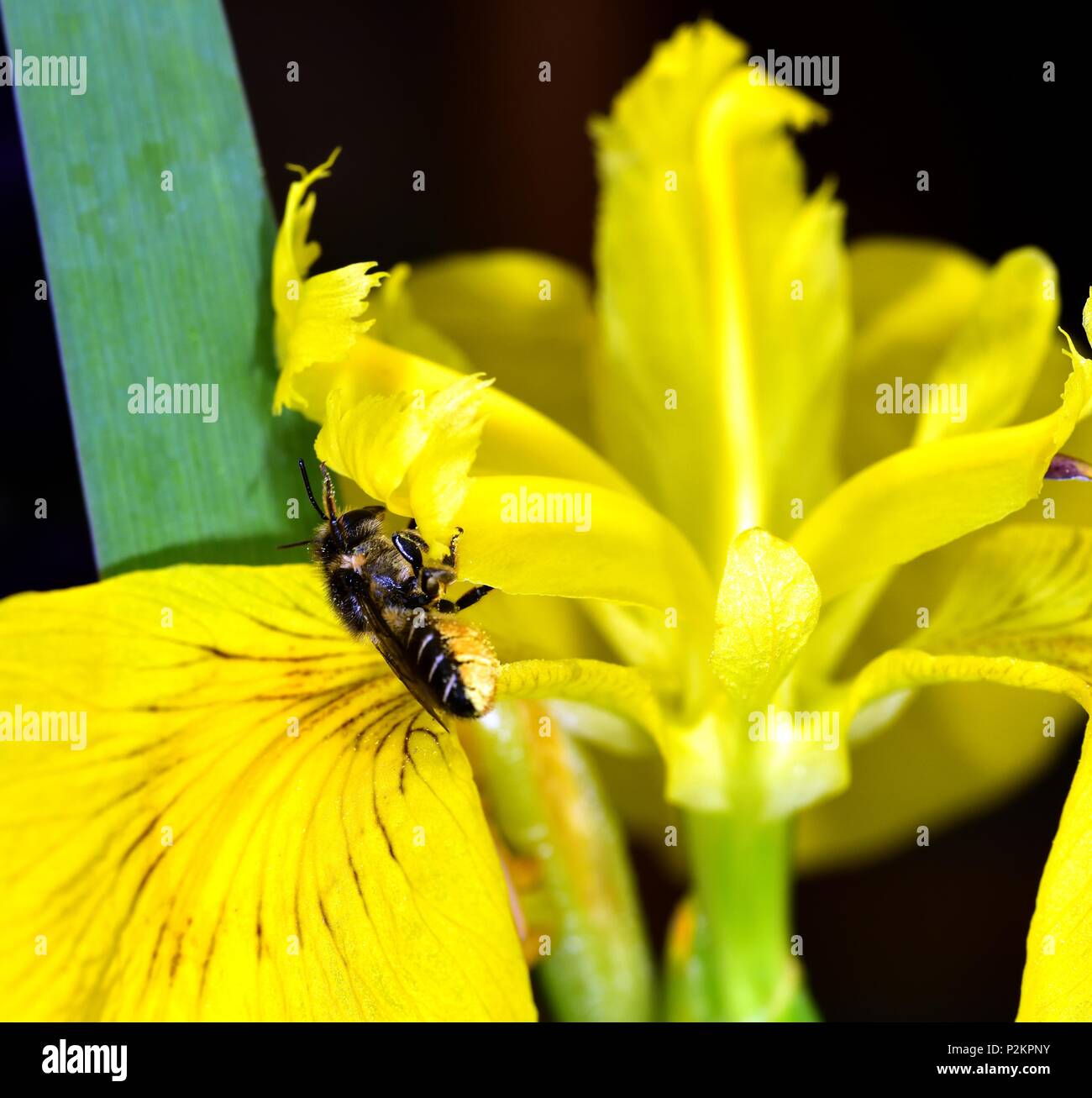 Bumble bee with pollen baskets hi-res stock photography and images - Alamy