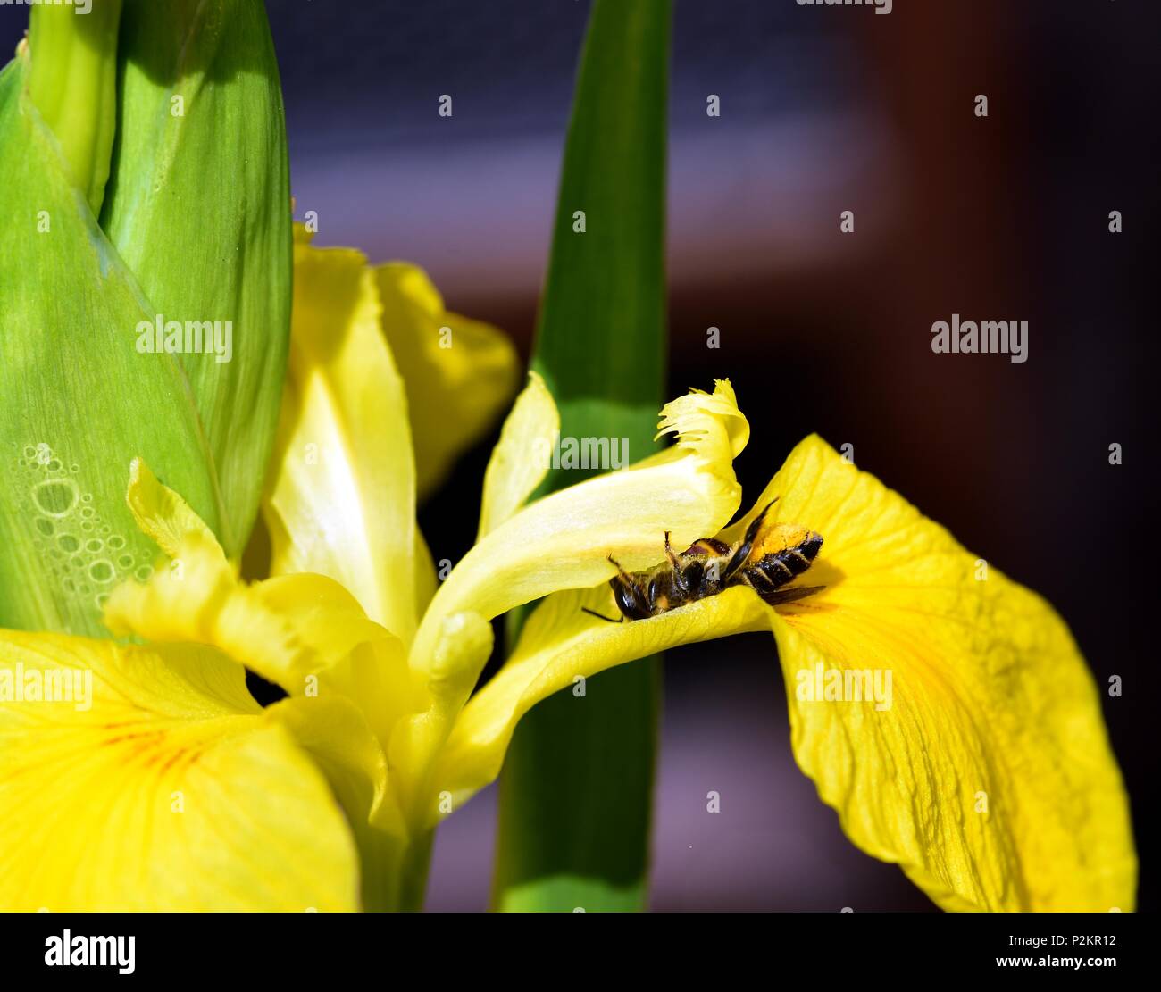 Bumble bee with pollen baskets hi-res stock photography and images - Alamy
