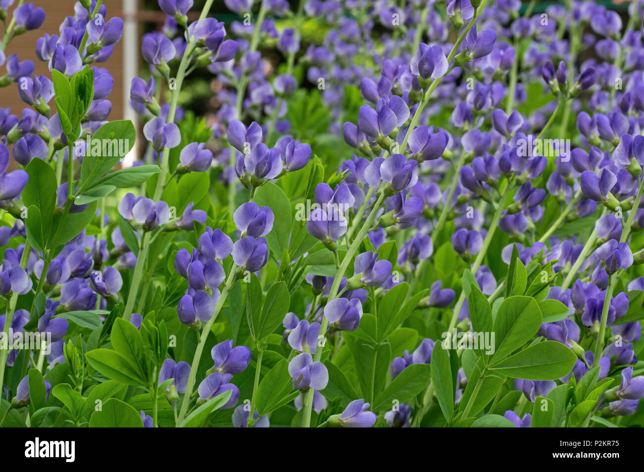 Baptisia Wild Indigo