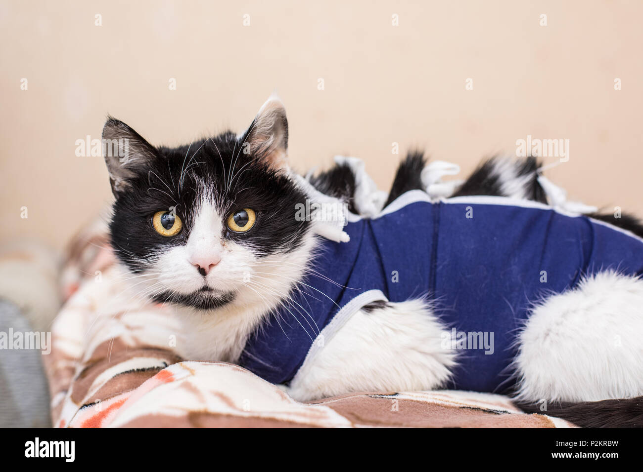 Domestic cat bandage hires stock photography and images Alamy