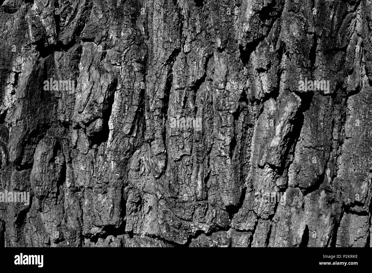 Tree Bark texture Stock Photo Alamy