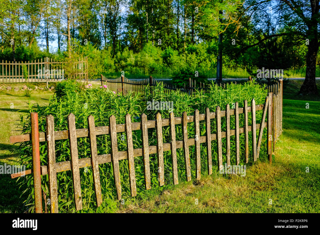 early morning in the countryside garden with old wooden fence and sun ...