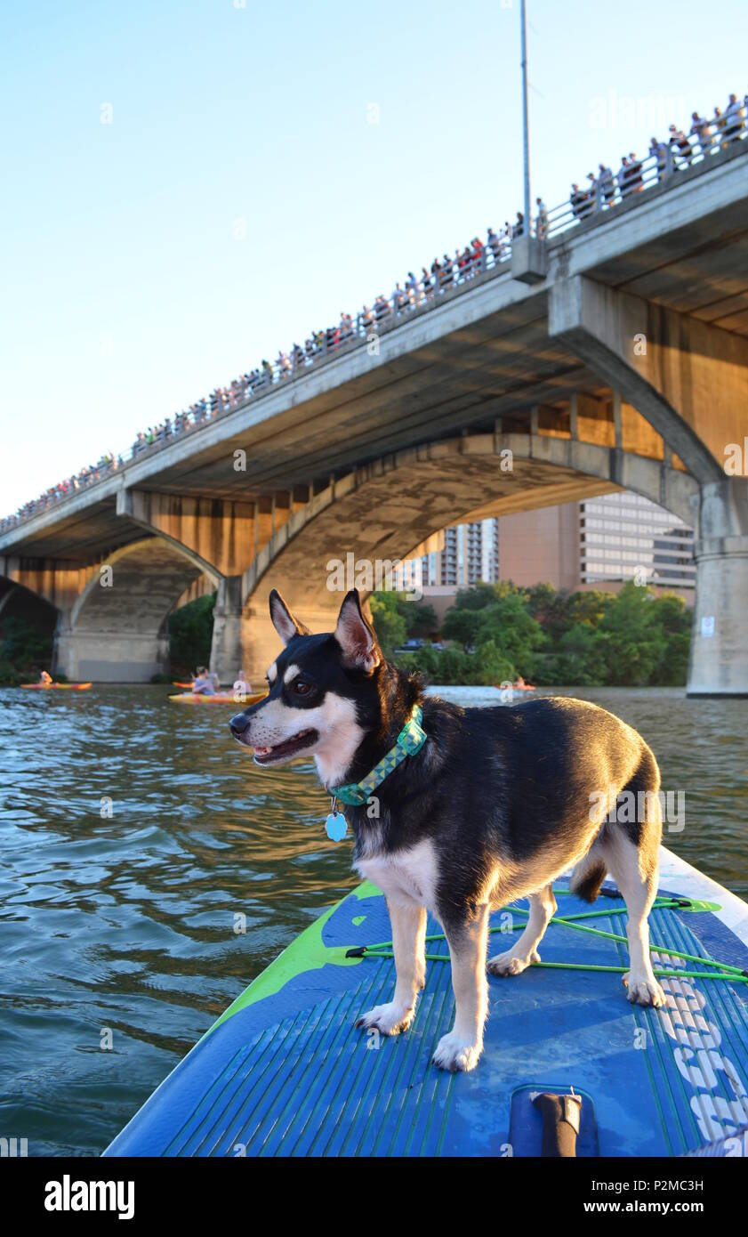 River, a husky mix, enjoys paddle boarding on Ladybird Lake in Austin, Texas while onlookers wait for the Congress Ave bats to emerge. Stock Photo