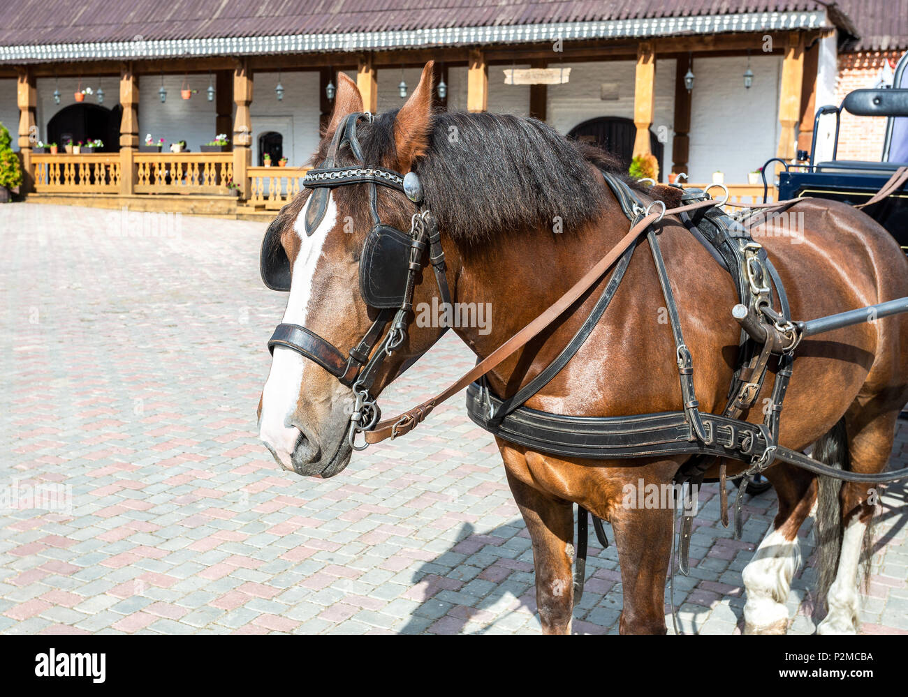 Stallion harness hi-res stock photography and images - Alamy