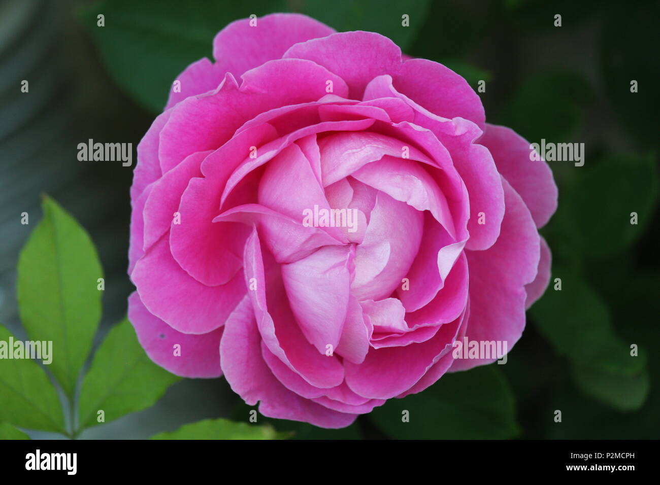 Close look of a purpleflower. Stock Photo