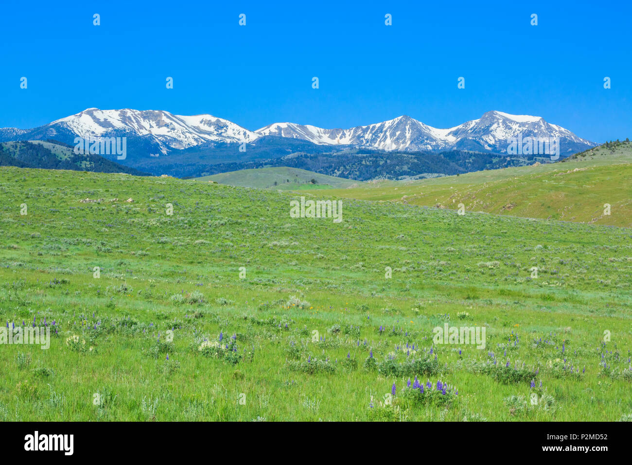 meadow below the tobacco root mountains near harrison, montana Stock