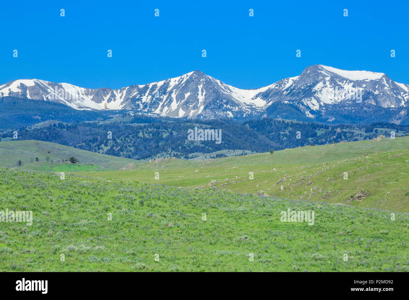 meadow below the tobacco root mountains near harrison, montana Stock