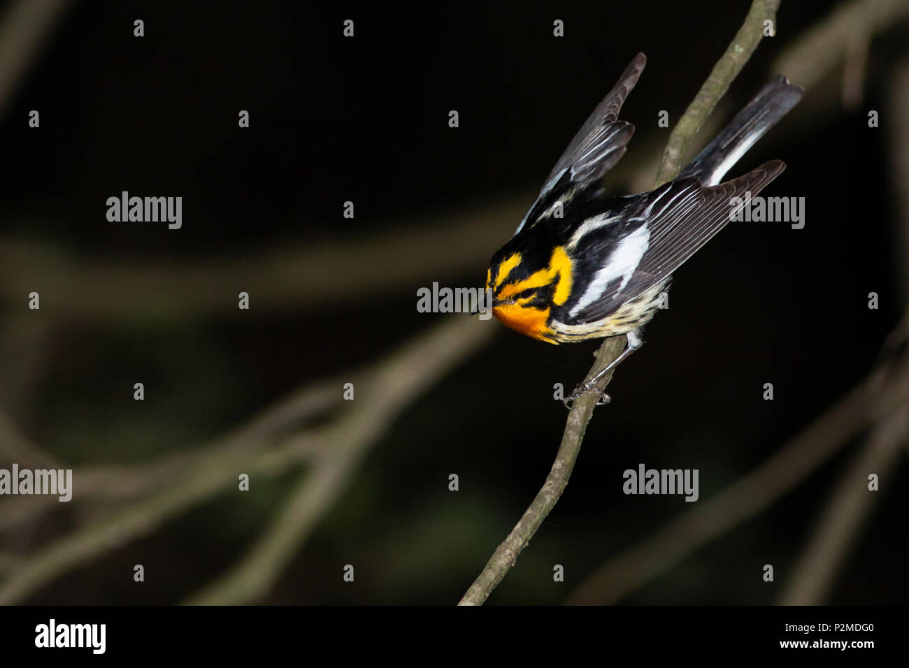 blackburnian warbler flying
