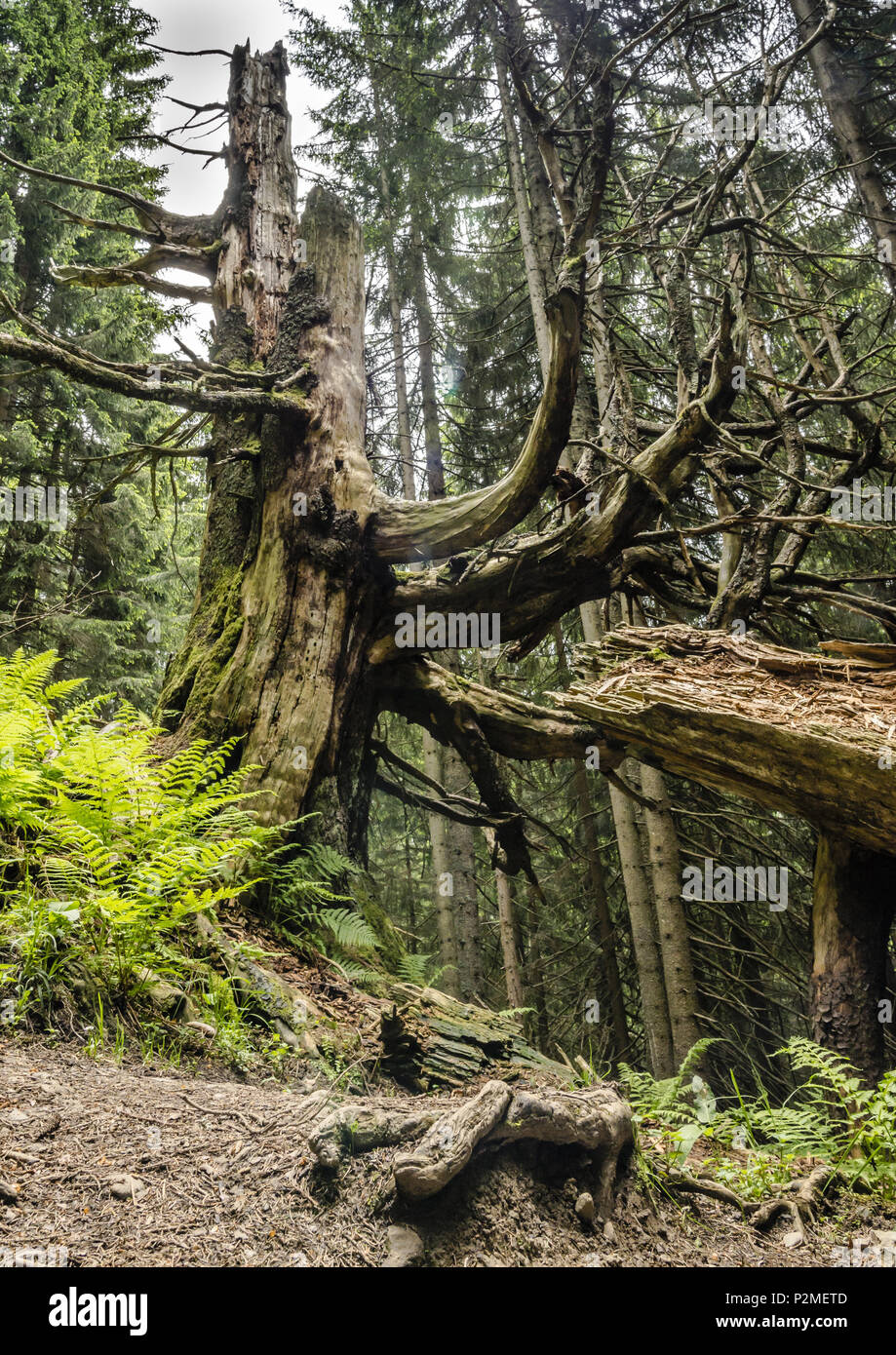 Old tree struck by lightning in the woods of Mount Nebelhorn in Oberstdorf, Oberallgaeu, Germany, Oberstdorf 2015 Stock Photo