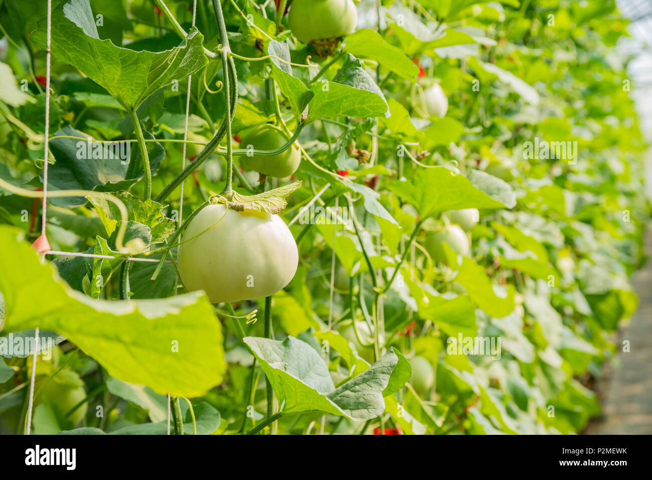 Melon growing in greenhouse hires stock photography and images Alamy