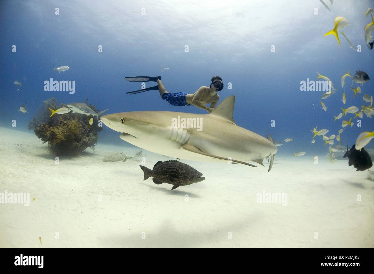 Rob stewart shark hi-res stock photography and images - Alamy