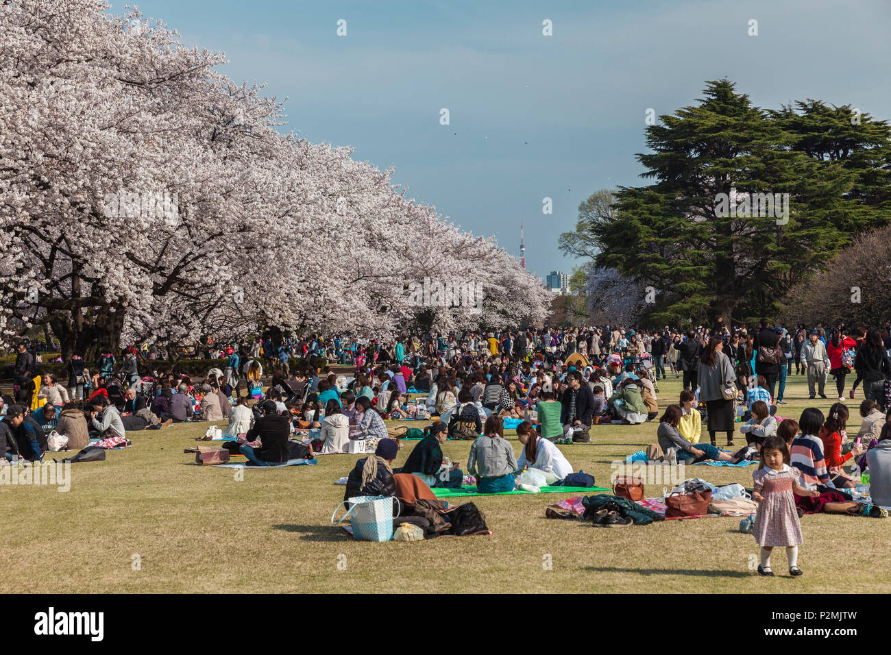 Crowd of Japanese enjoying picnic during cherry blossom in Shinjuku Gyoen, Shinjuku, Tokyo, Japan Stock Photo