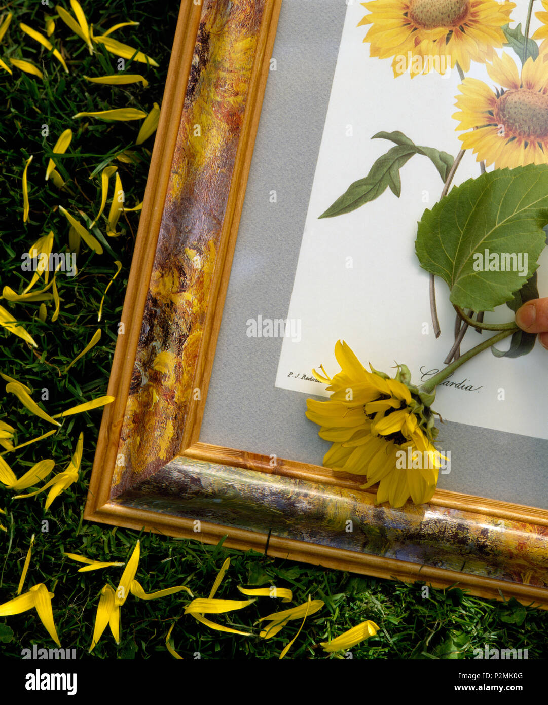 Close-up of sunflower on framed sunflower picture Stock Photo