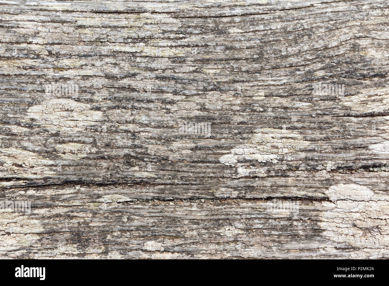 Close up of an old, sun bleached wooden plank with patches of lichen Stock Photo
