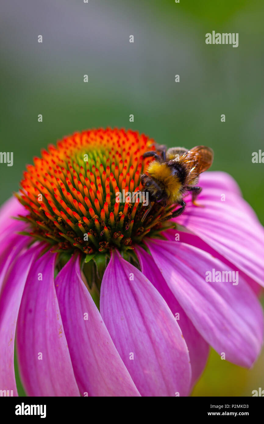 a beautiful picture of an Eastern purple coneflower with a Bumble bee feeding, Echinacea
