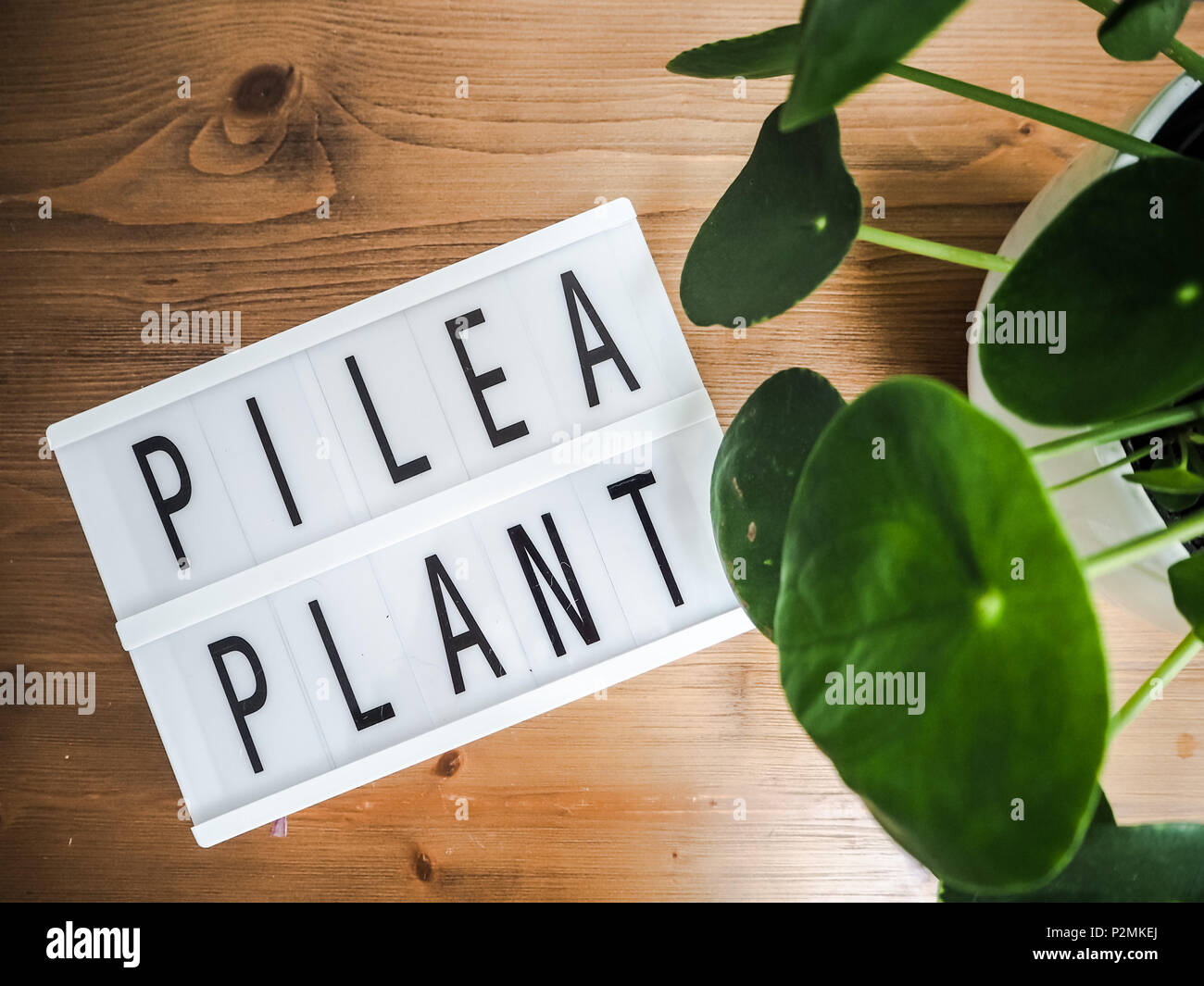 Pilea peperomioides or pancake plant ( urticaceae) with a lightbox on a wooden table Stock Photo