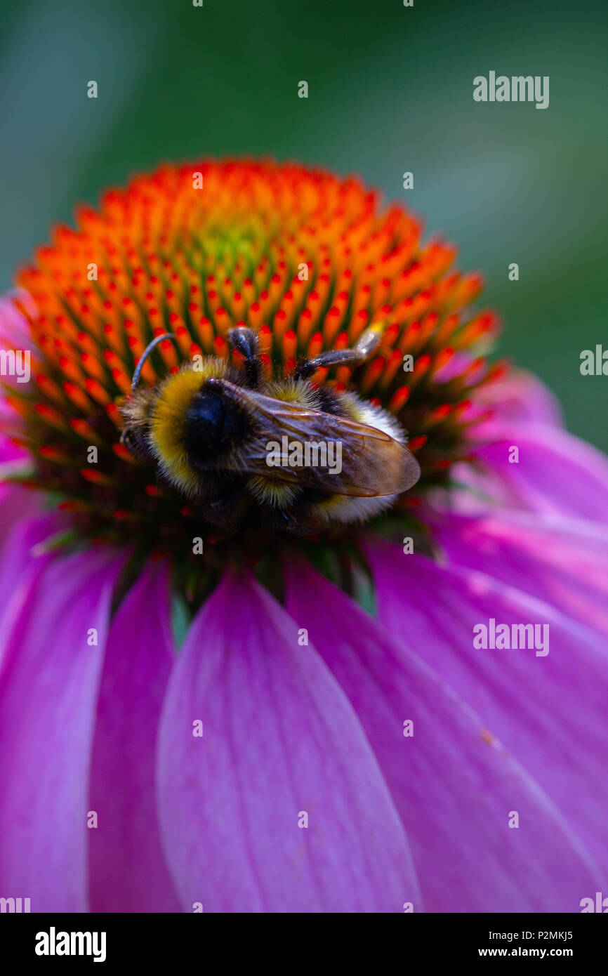 a beautiful picture of an Eastern purple coneflower with a Bumble bee