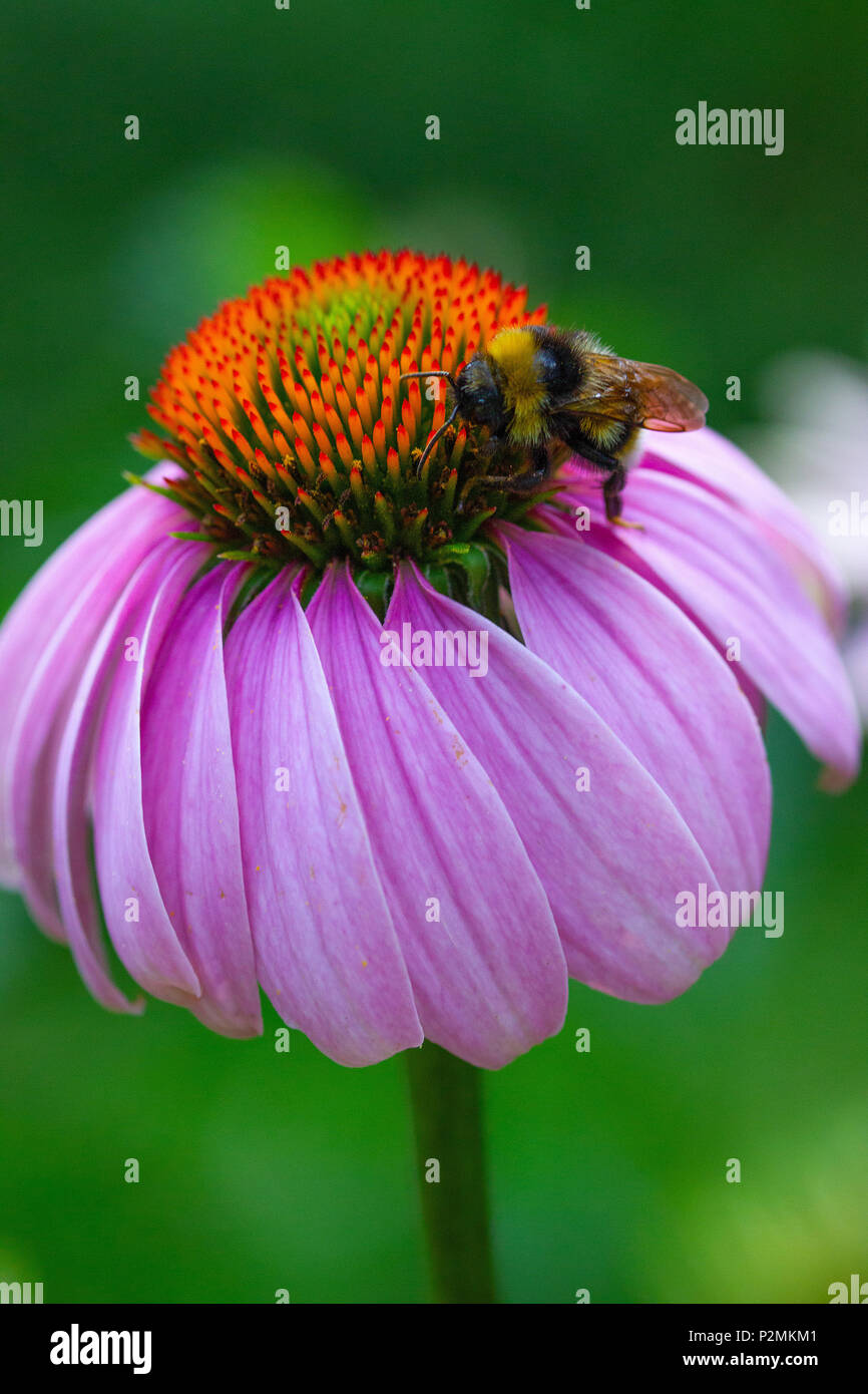 a beautiful picture of an Eastern purple coneflower with a Bumble bee ...