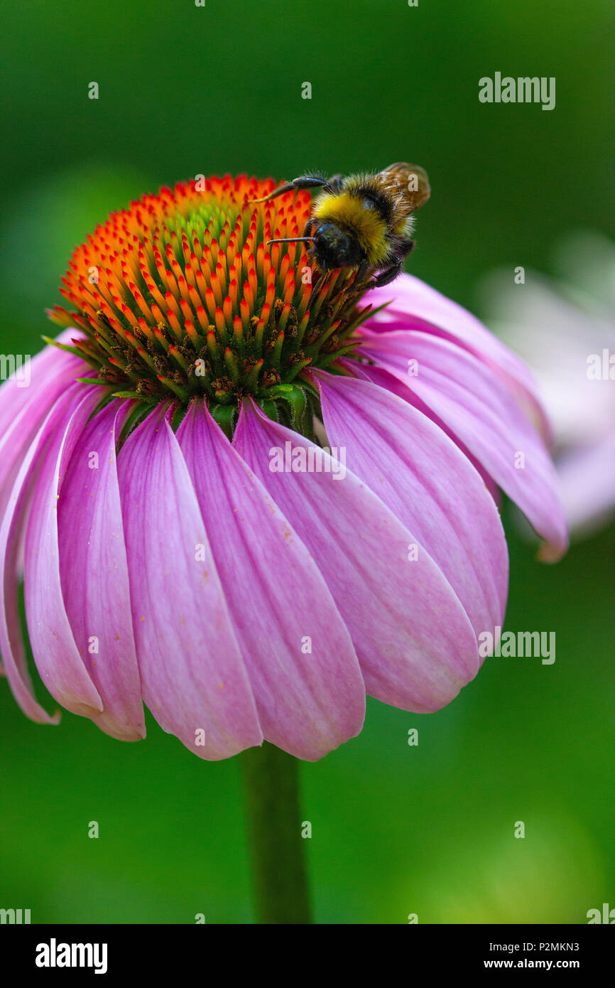 a beautiful picture of an Eastern purple coneflower with a Bumble bee
