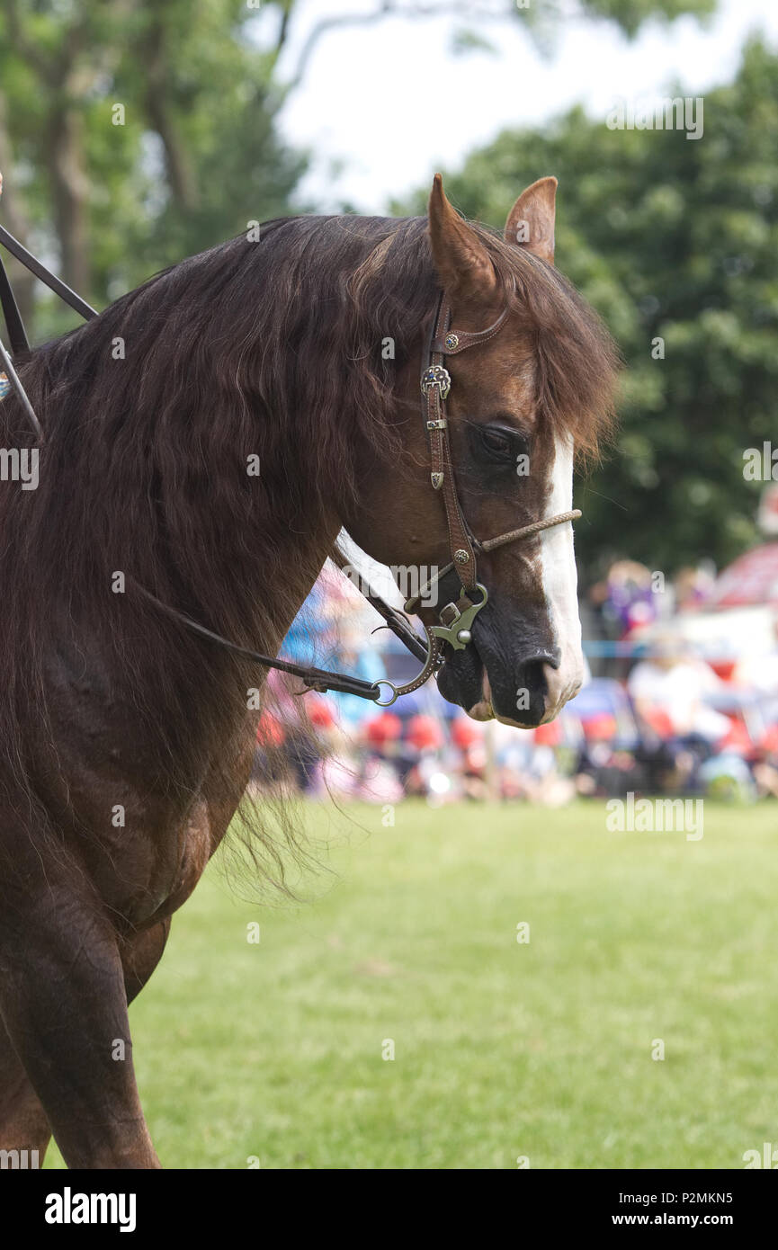 American quarter horse demonstration Stock Photo