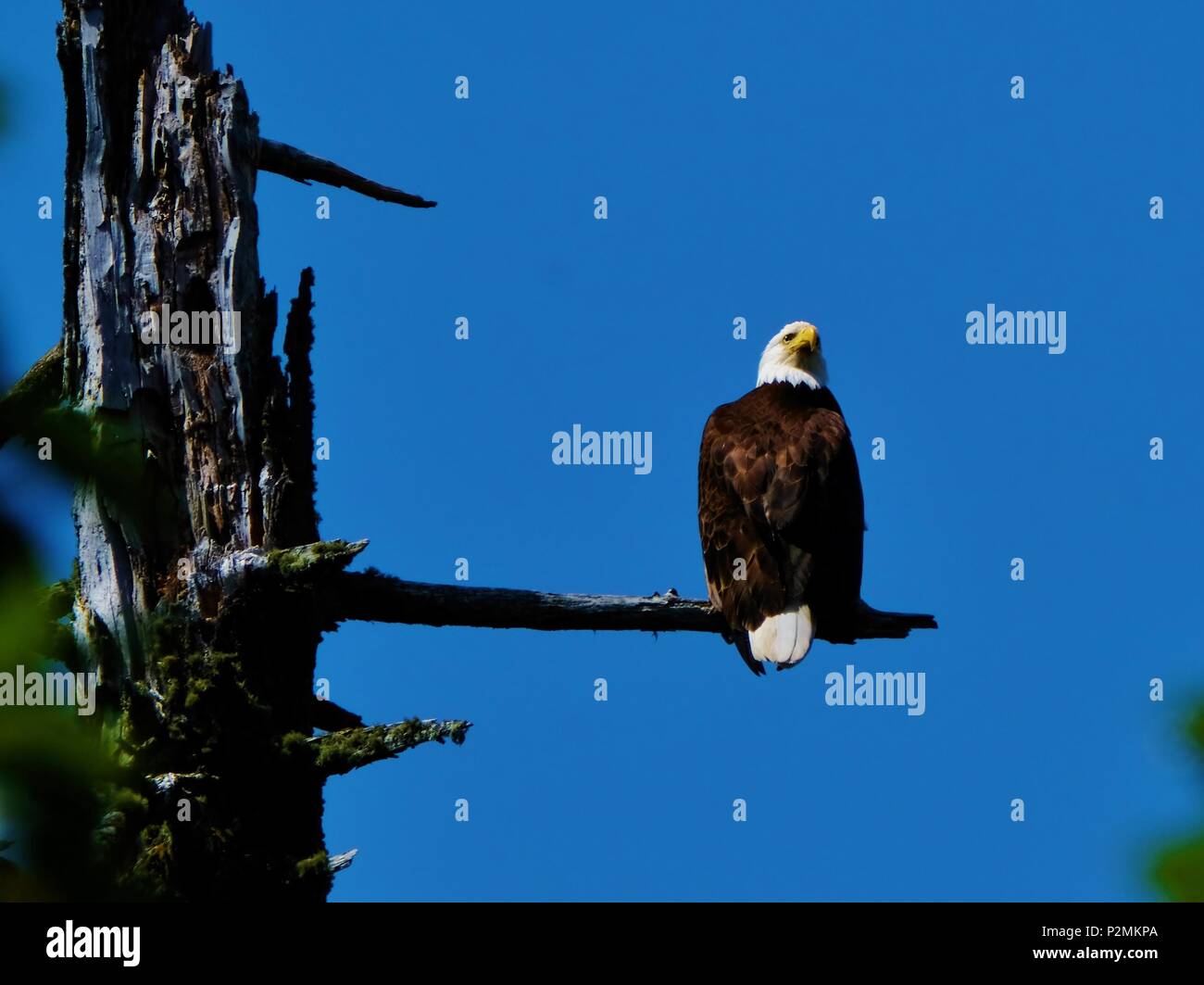 Bald eagle tree hi-res stock photography and images - Alamy