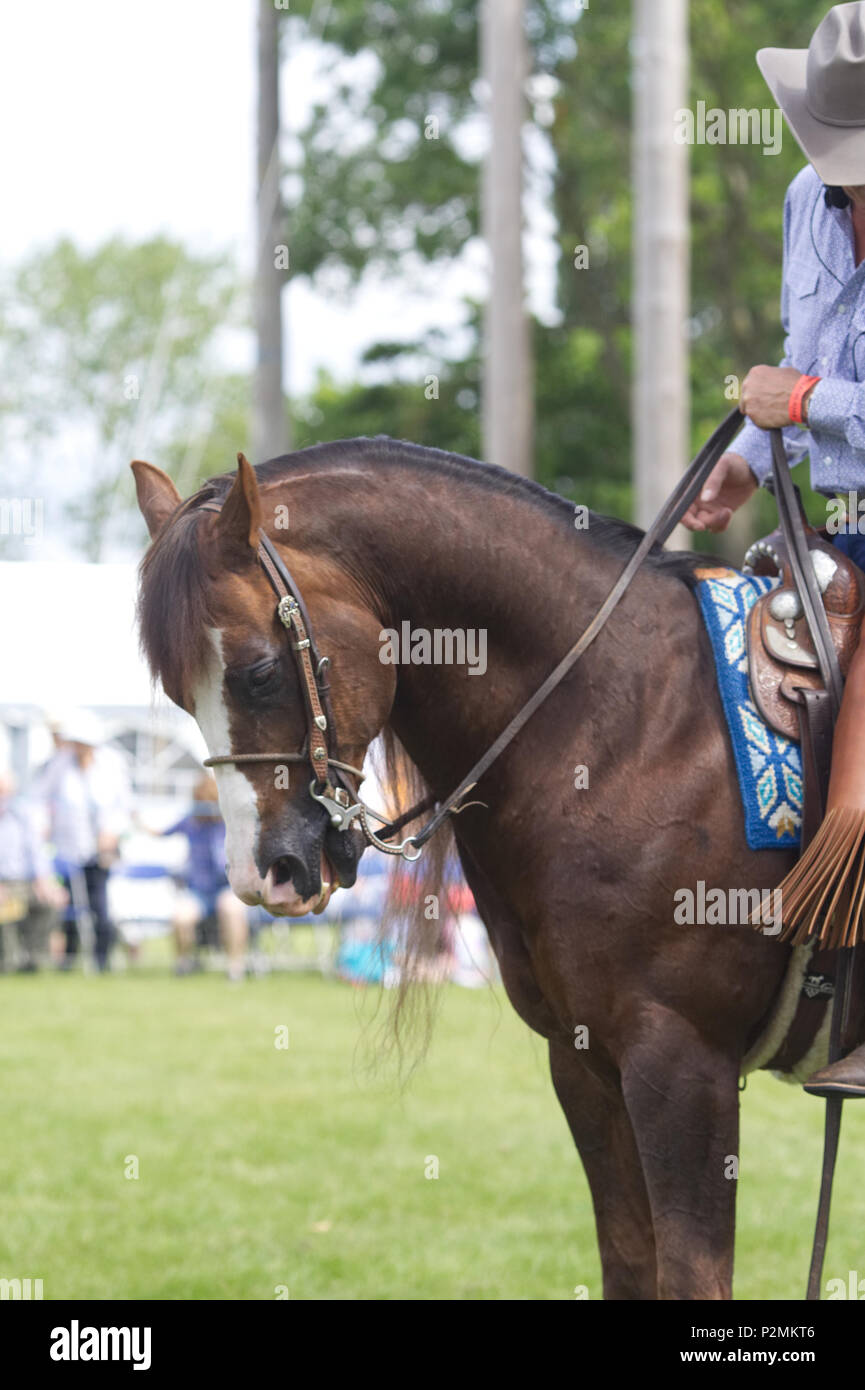American quarter horse demonstration Stock Photo