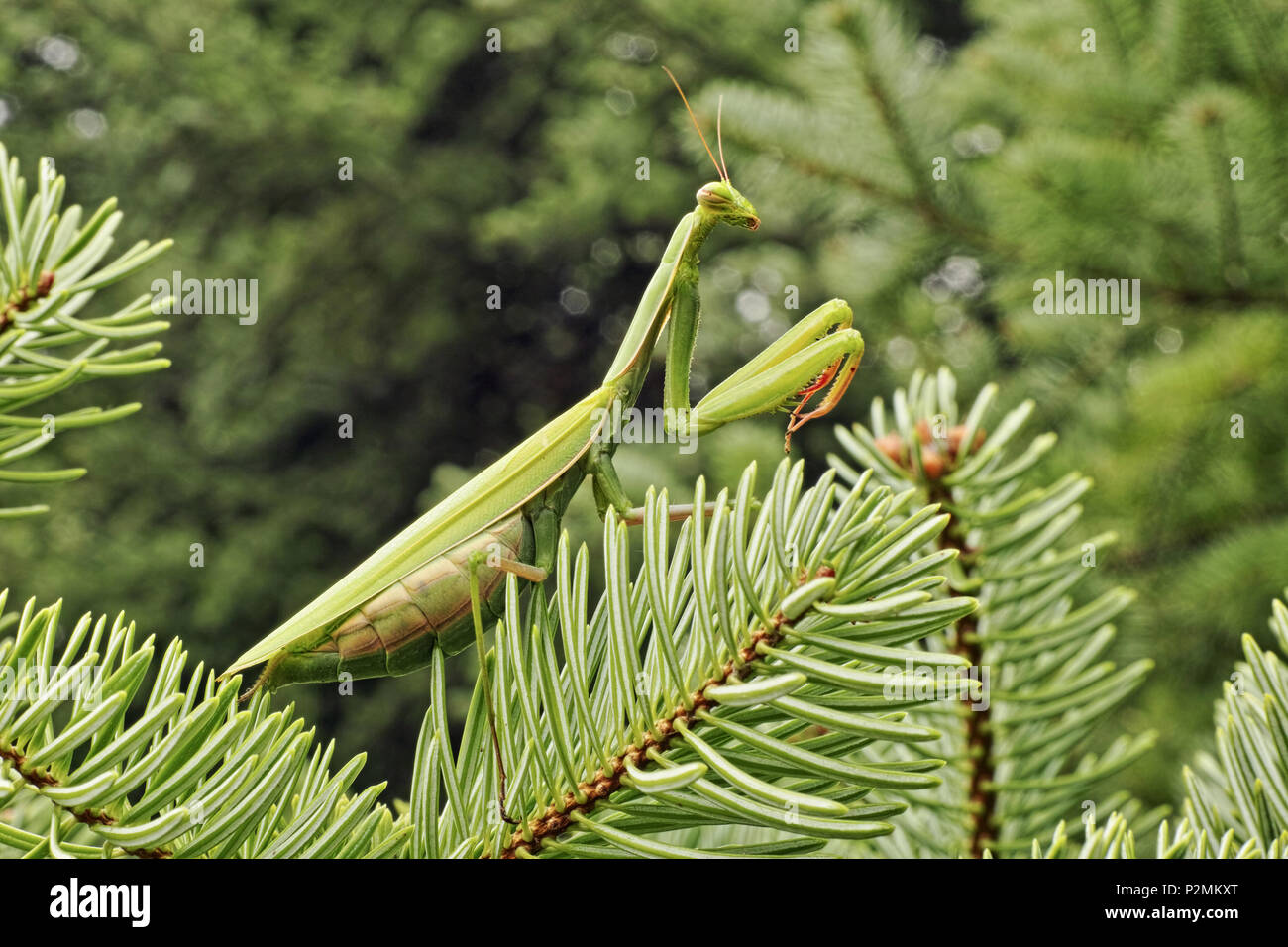 green adult female of praying mantis Stock Photo