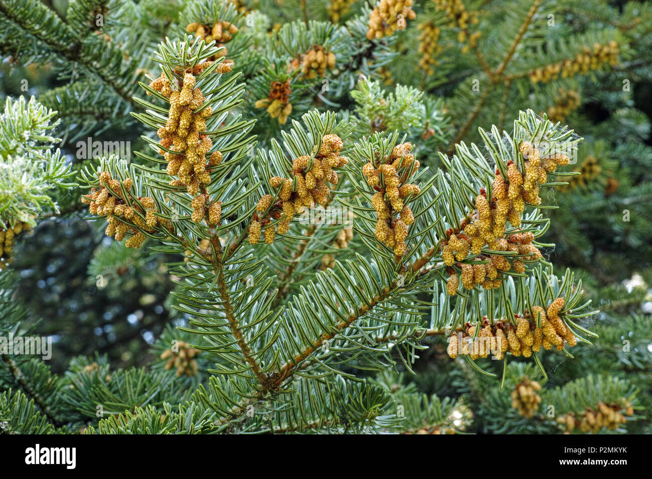 branches of silver fir with monoecious male flowers Stock Photo