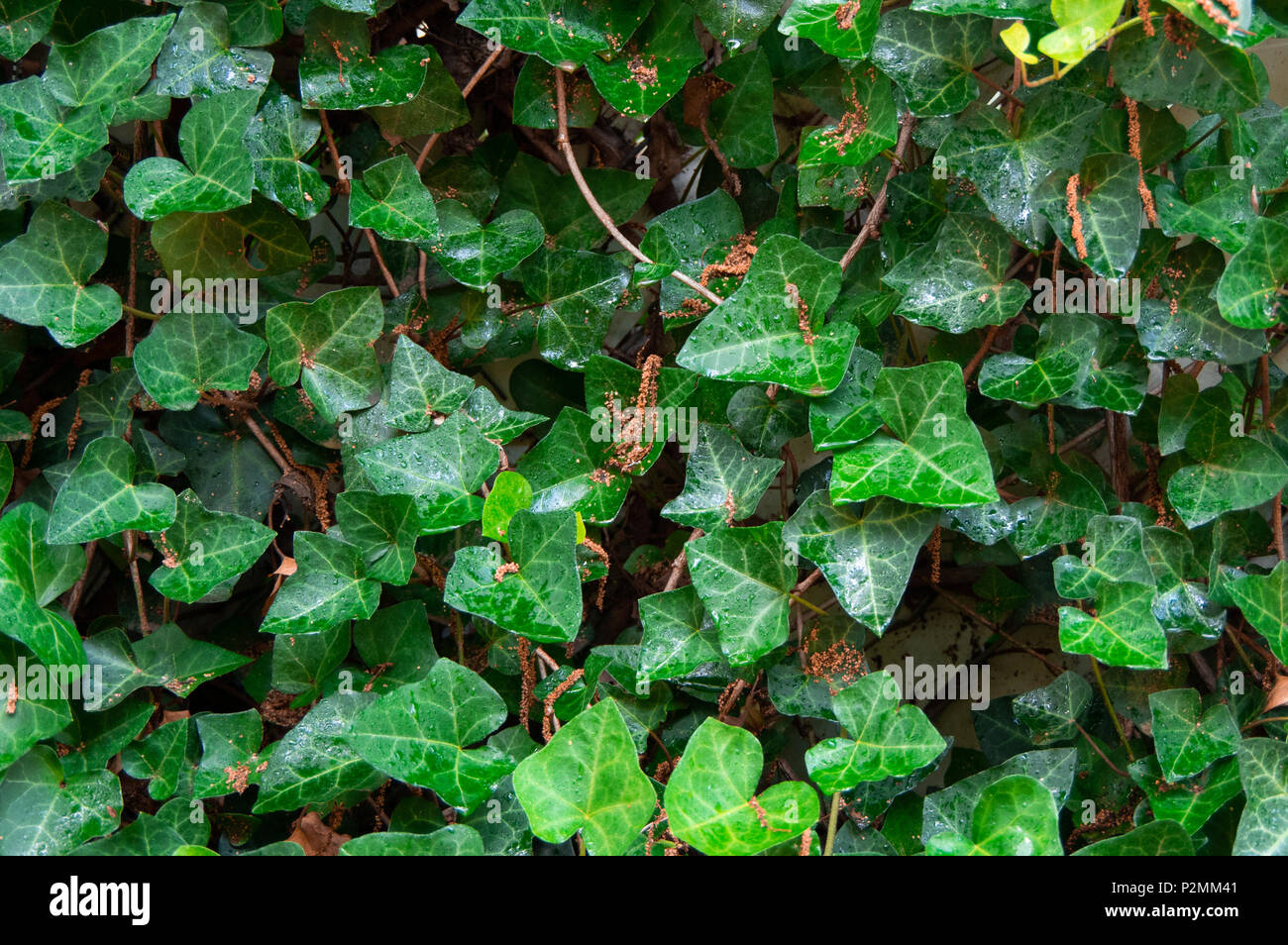 Ivy background hires stock photography and images Alamy