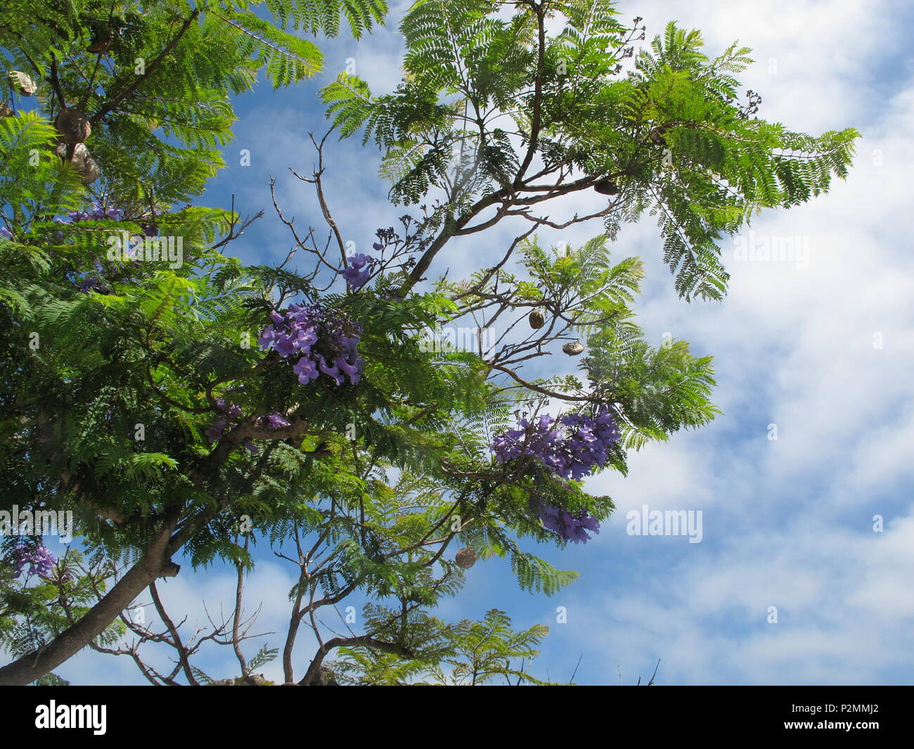Jacaranda Leaves High Resolution Stock Photography And Images Alamy Jacaranda Leaves High Resolution Stock Photography And Images Alamy