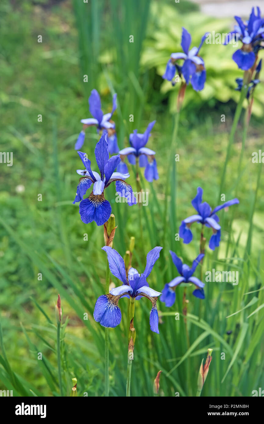 The flower of the Northern blue flag grows among the Swamp grass on a blurred background. Close up. Stock Photo
