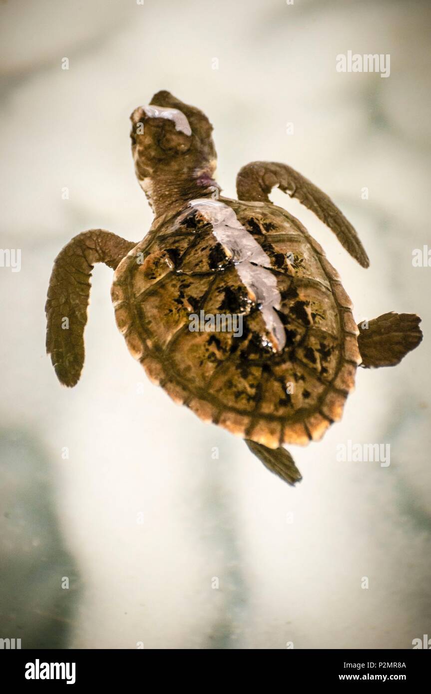 Caribbean, Lesser Antilles, Saint Vincent and the Grenadines, Bequia Island, Spring Bay, Hawksbill Turtle (Eretmochelys imbricata) at Old Hegg Turtle Sanctuary Stock Photo