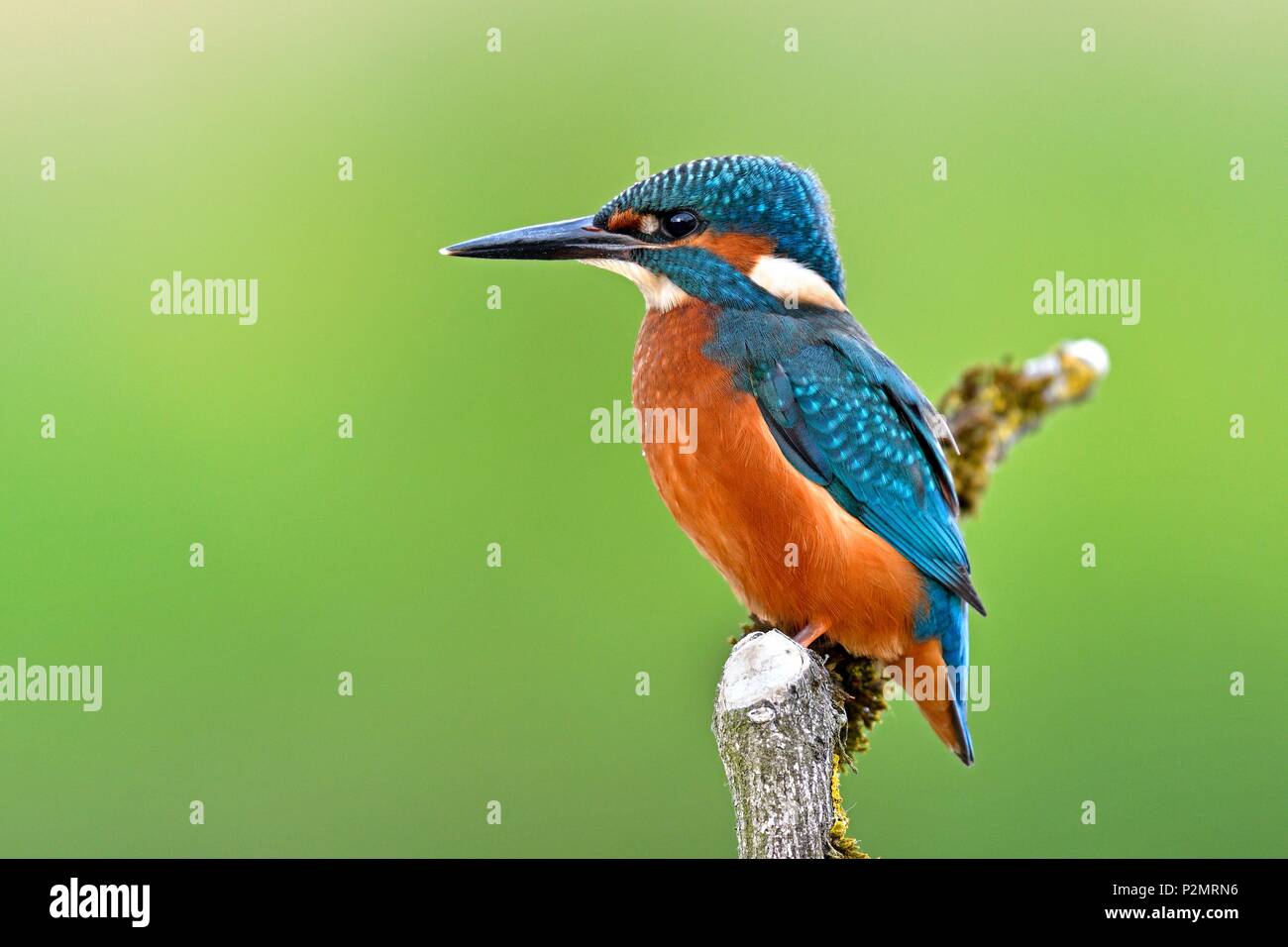 France, Doubs, Martin fisherman (alcedo athis), juvenile, on the lookout for fish on a branch overlooking the water Stock Photo