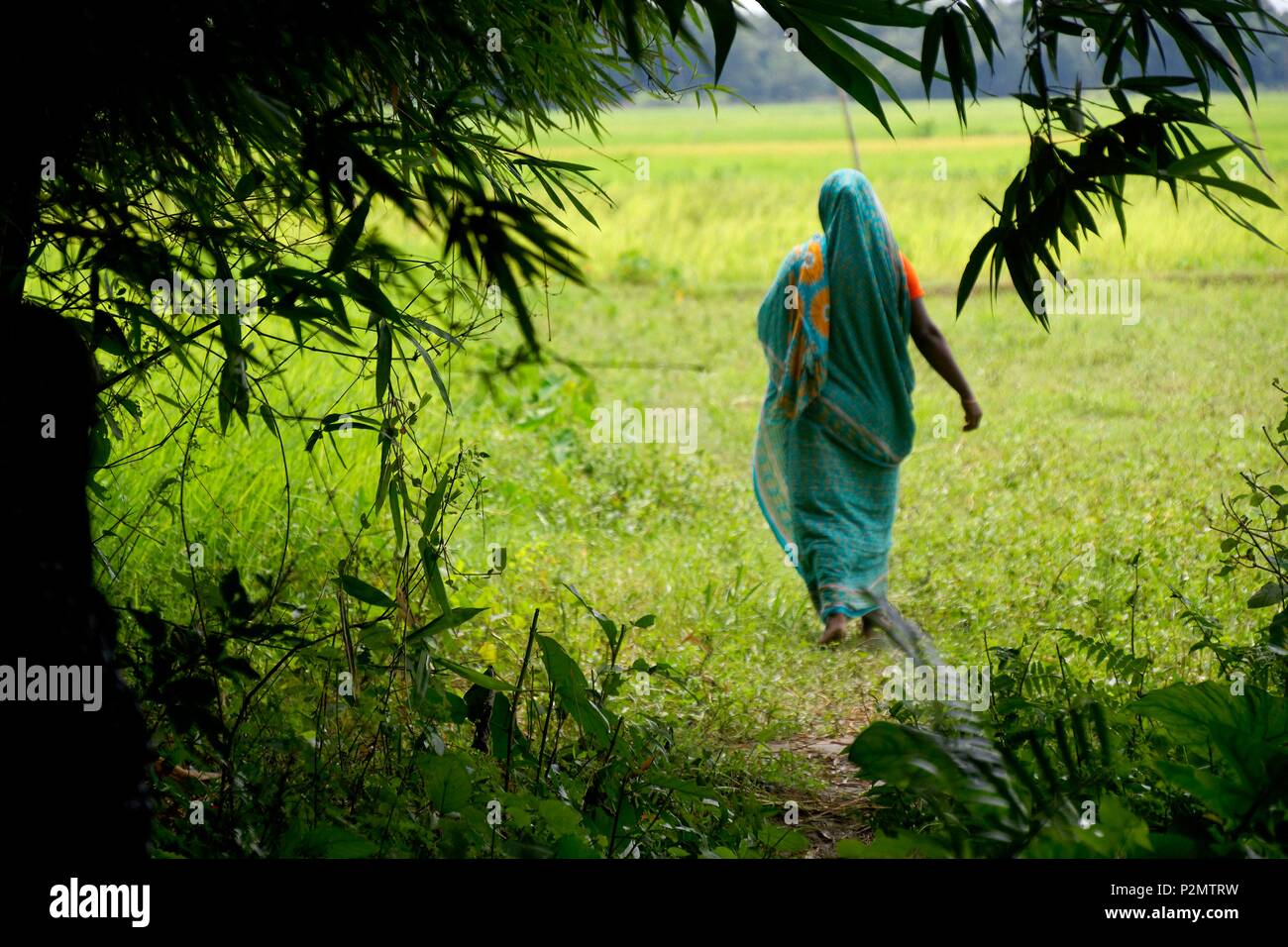Bangladesh, Manikganj, an entrepreneur member of the Manikganj microfinance network, become the owner of a field thanks to income from her business supported by the NGO BRAC which has over 100,000 employees, mostly women Stock Photo