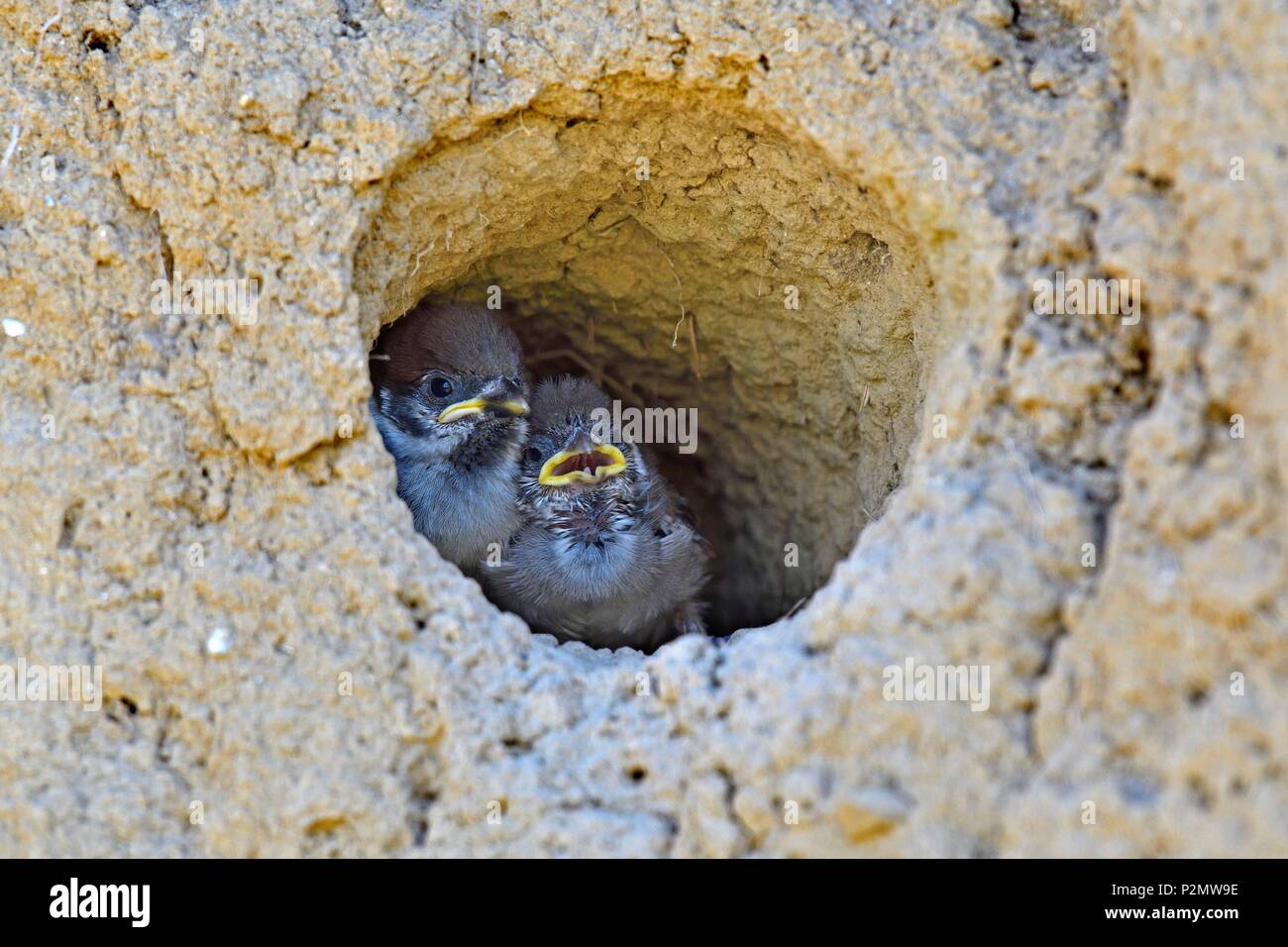 France, Doubs, birds, Tree Sparrow (Passer montanus), nifification in a burrow dug by a European Gueppier (Merops apiaster) Stock Photo