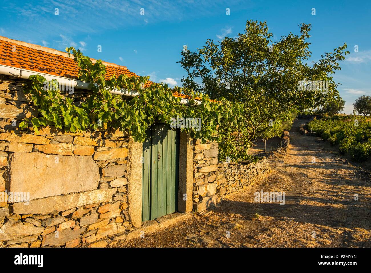 Portugal, North Region, Douro Valley, listed as World Heritage by UNESCO, Tabuaço Stock Photo