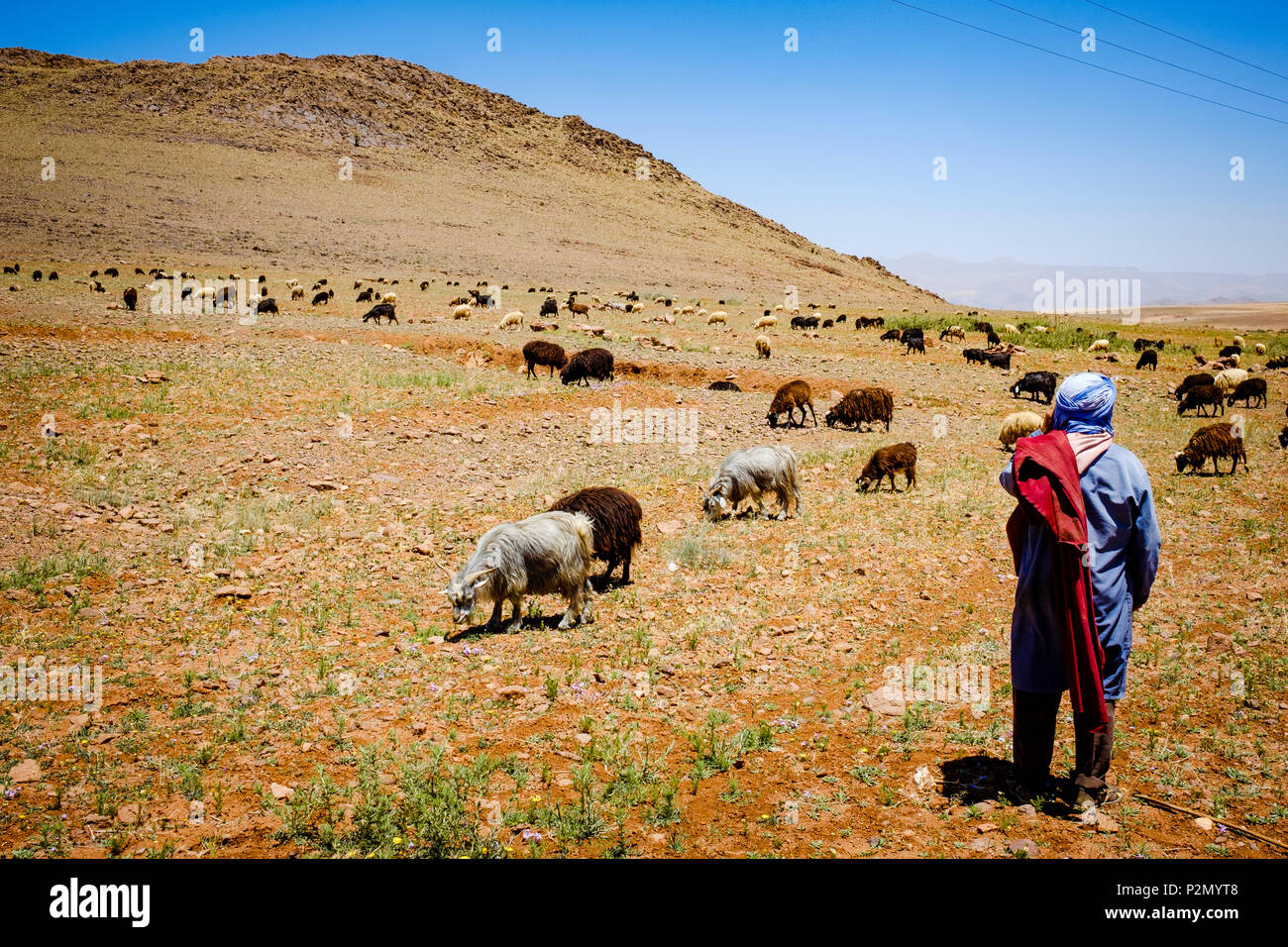 Shepherds with their flock of goats and sheep in the Atlas Mountains ...