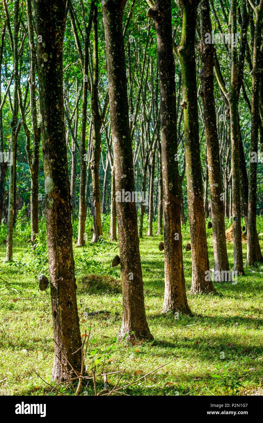 Thailand, Trang province, Ko Sukorn island, the local population lives mainly from rubber cultivation Stock Photo
