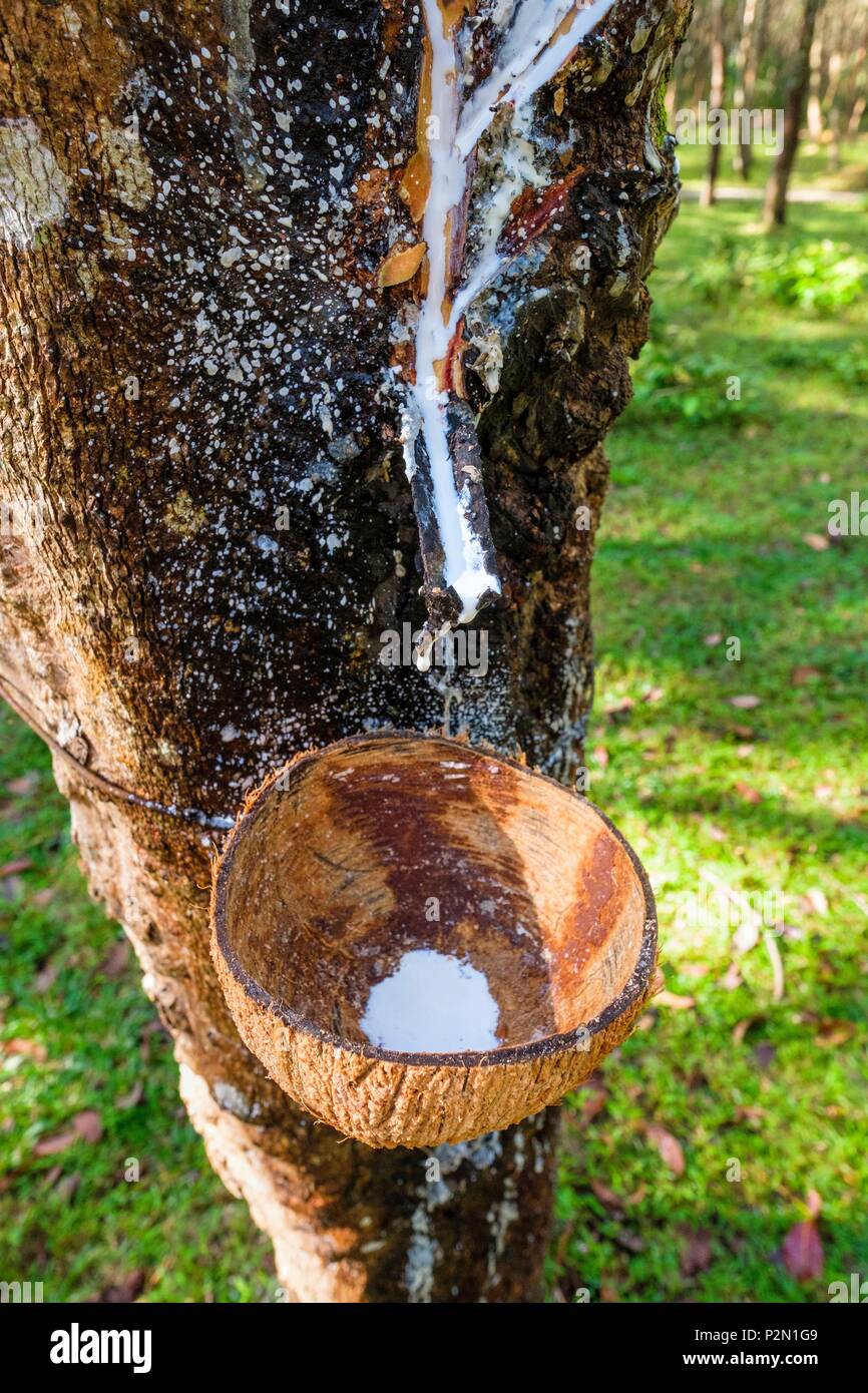 Thailand, Trang province, Ko Sukorn island, the local population lives mainly from rubber cultivation, harvesting latex Stock Photo