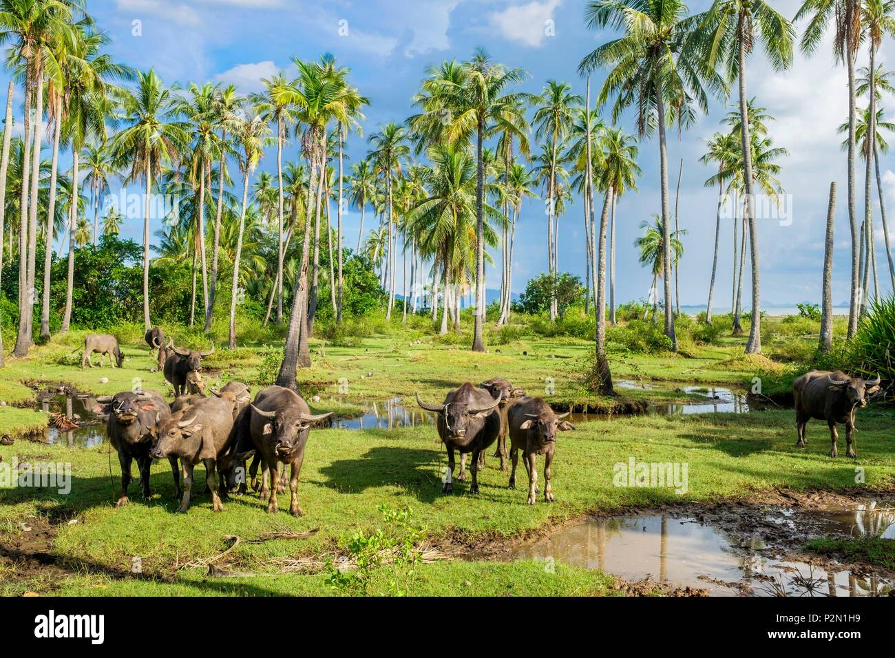 Thailand, Trang province, Ko Sukorn island, surroundings of Ban Laem village, buffalos Stock Photo