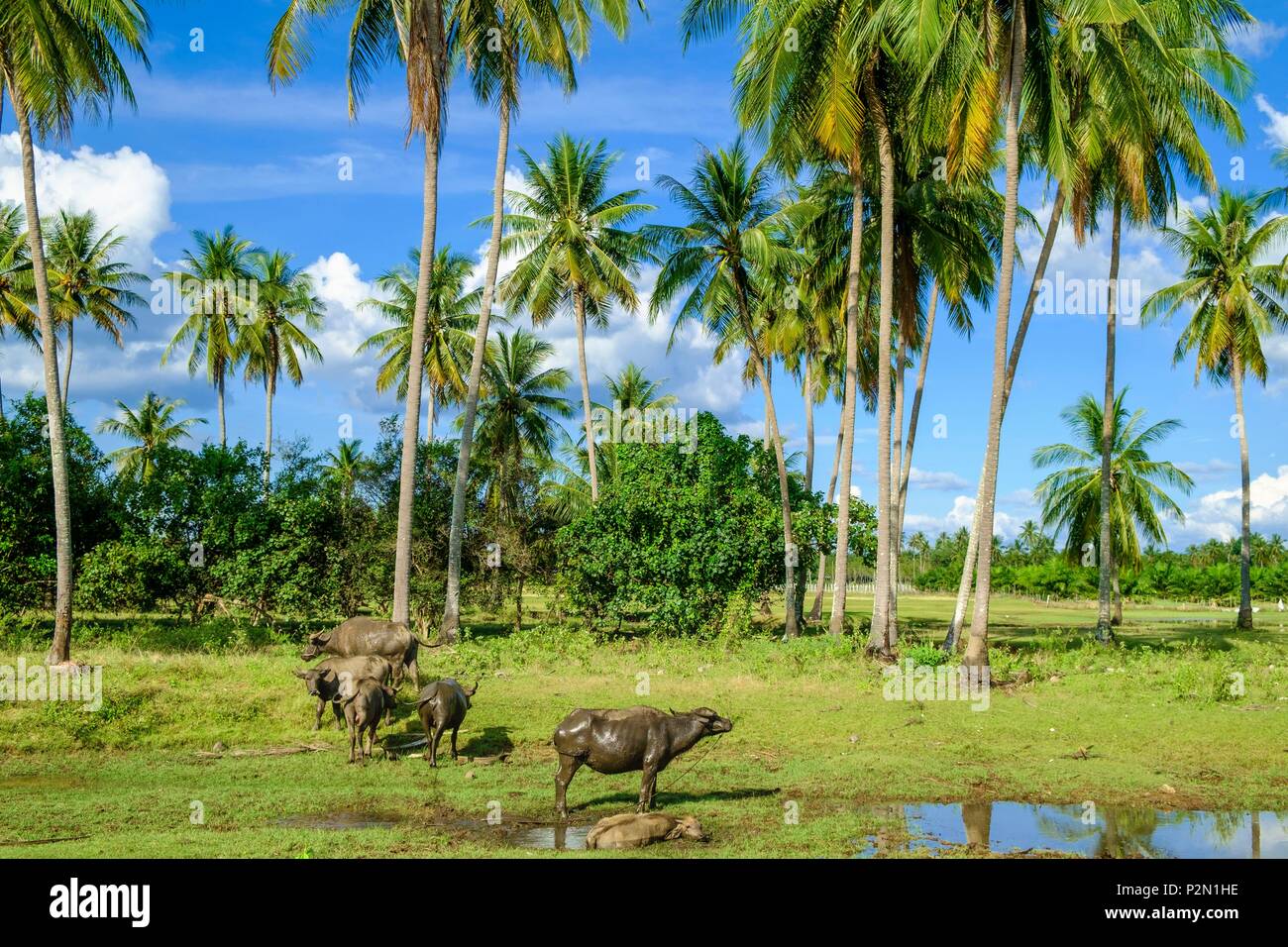 Thailand, Trang province, Ko Sukorn island, surroundings of Ban Laem village, buffalos Stock Photo