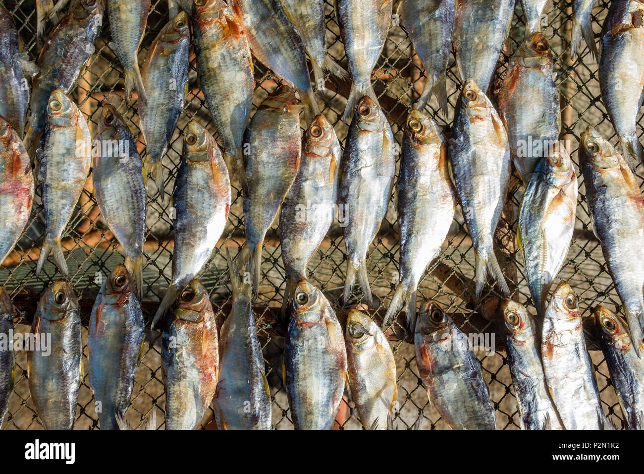 Thailand, Trang province, Ko Sukorn island, drying fishes Stock Photo