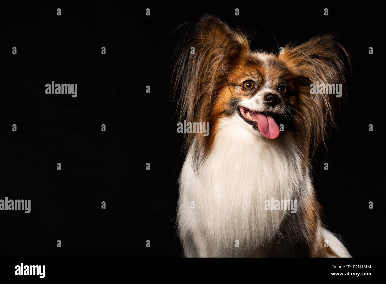 Portrait of a funny Papillon dog against dark background Stock Photo - Alamy