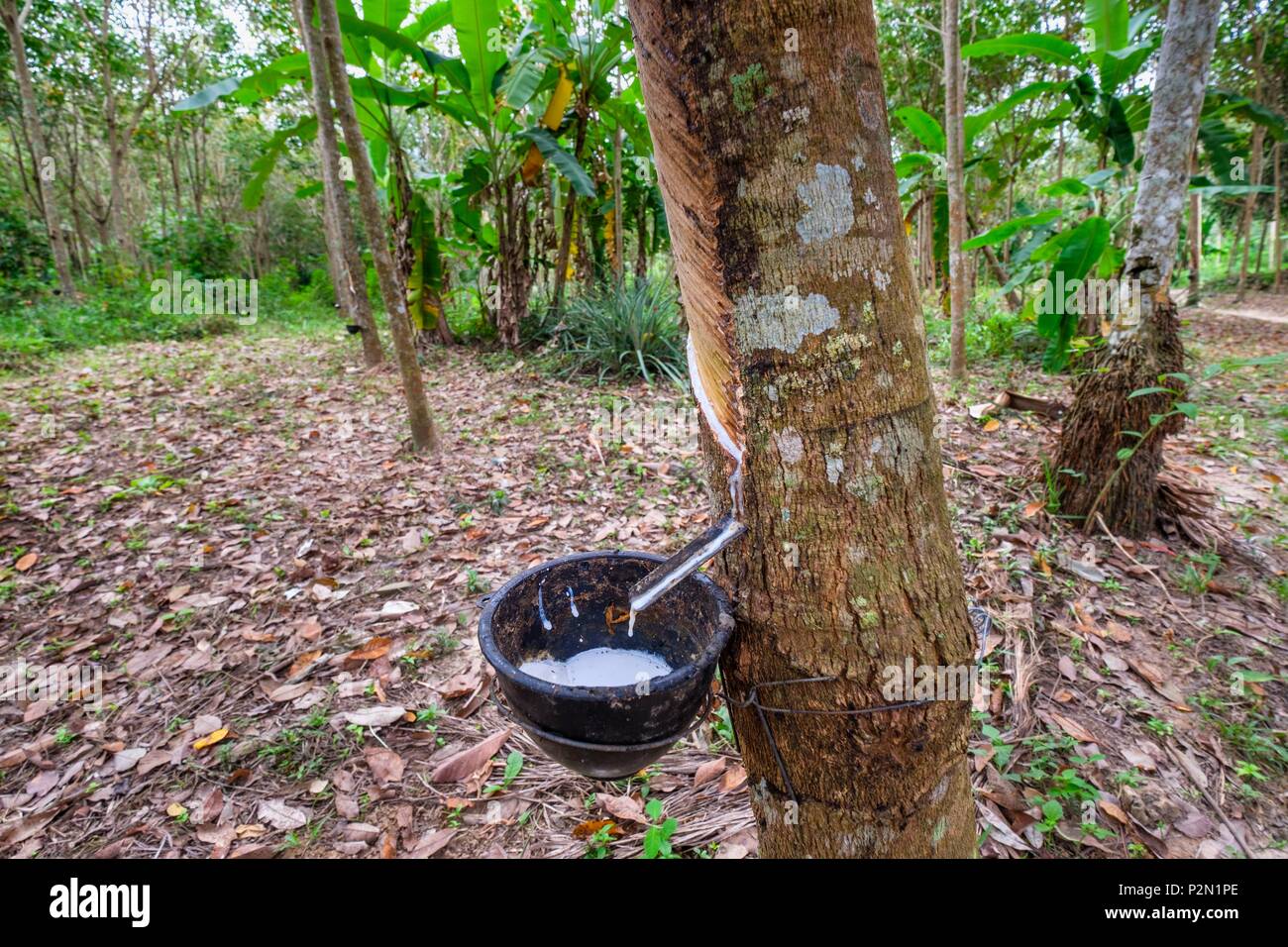Thailand Trang Province Ko Mook Island Rubber Tree Cultivation Harvesting Of Latex Stock Photo Alamy Thailand Trang Province Ko Mook Island Rubber Tree Cultivation Harvesting Of Latex Stock Photo Alamy