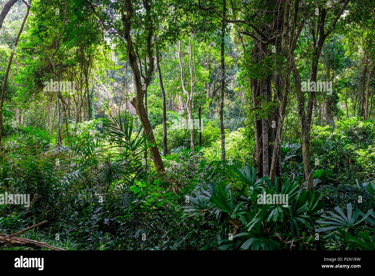 Thailand, Trang province, Ko Libong island, forest behind Tung Yaka beach west side of the island Stock Photo