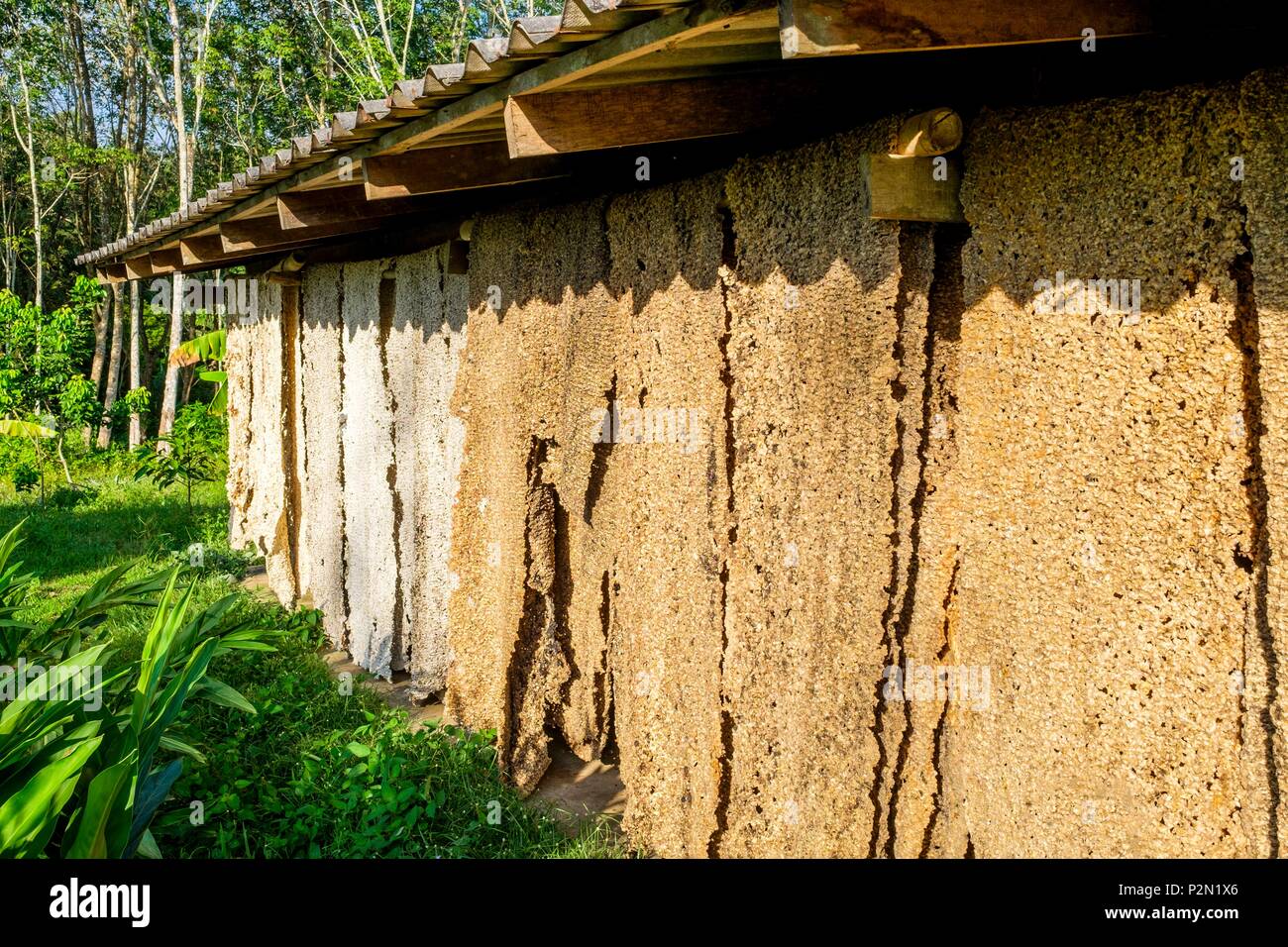 Thailand, Trang province, Ko Libong island, drying of the latex, a large part of the island being planted with rubber trees Stock Photo