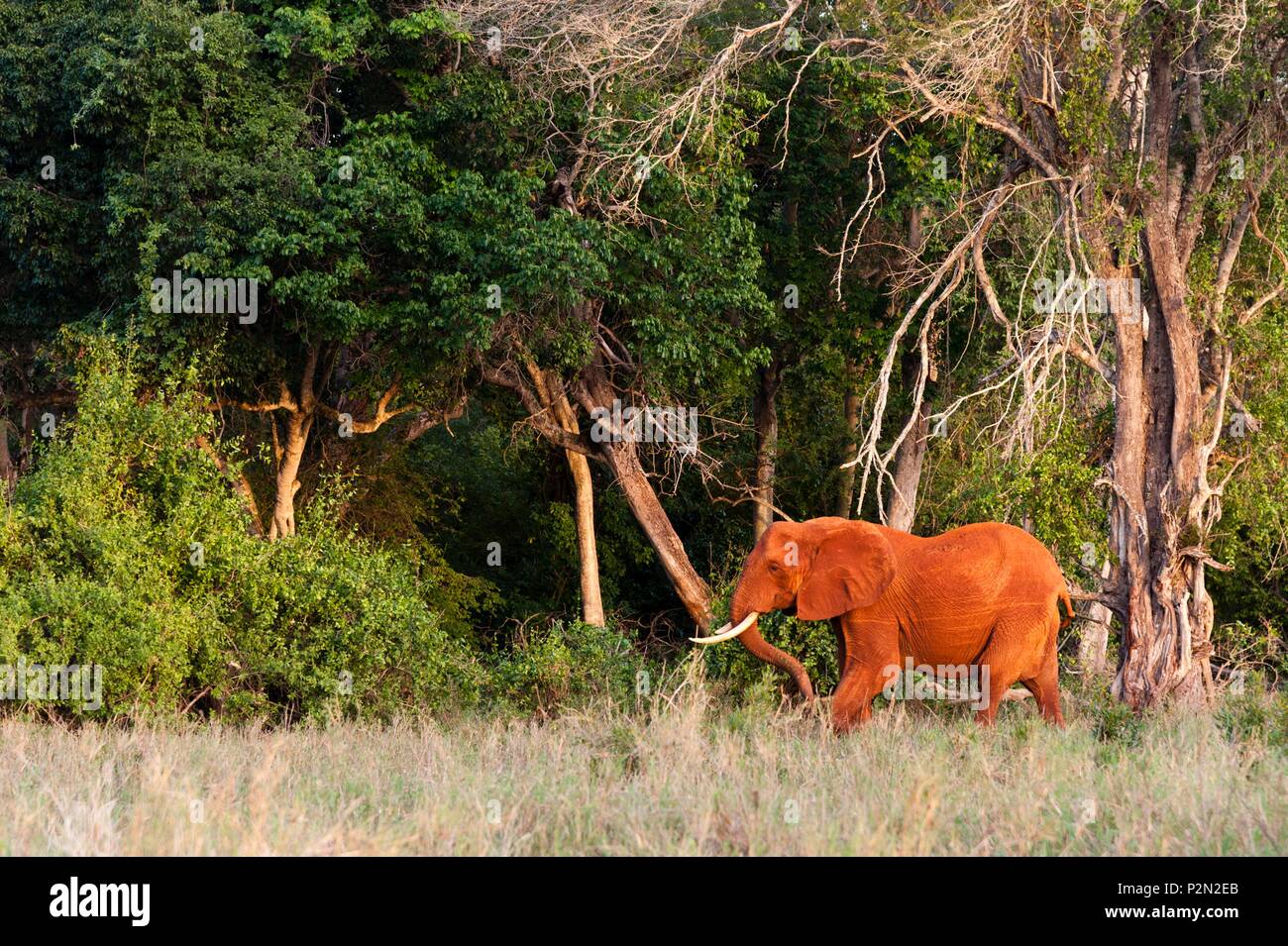 Kenya, Tsavo East national park, An African elephant (Loxodonta africana), in a forest Stock Photo