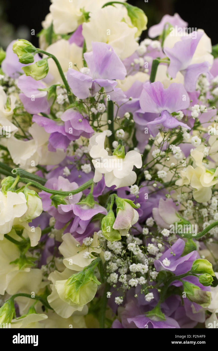 Lathyrus odoratus. Sweet Peas 'Jilly and 'Andrew Cavendish'. Stock Photo