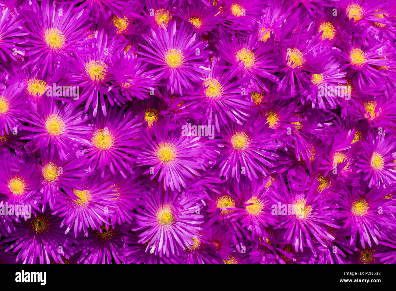 marguerite  daisy, Argyranthemum frutescens Stock Photo