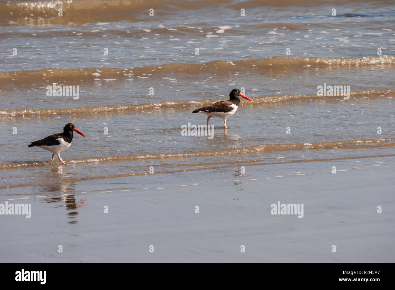 Texas Gulf Coast Birds High Resolution Stock Photography And